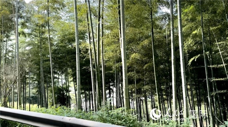 沿途中的竹林。人民網(wǎng)記者 周雨攝