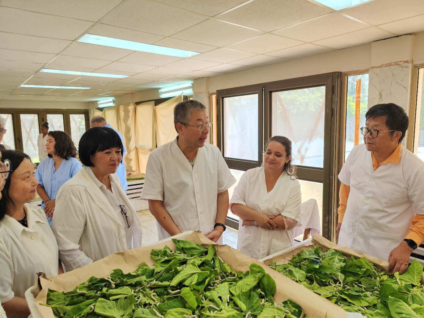 2023年5月23日，中國駐古巴大使馬輝考察古中蠶桑科技合作中心。來源：中國駐古巴大使館官網(wǎng)