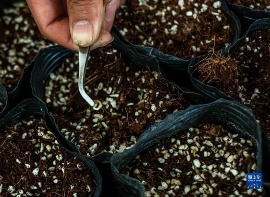 云南錦科花卉工程研究中心里已經(jīng)發(fā)芽的太空種子（4月3日攝）。