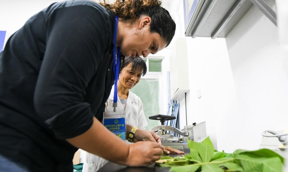 9月17日，來自哥倫比亞的研修班學(xué)員埃文·奧拉亞（左）在中國專家的指導(dǎo)下學(xué)習(xí)實操木薯組培快速繁育技術(shù)。