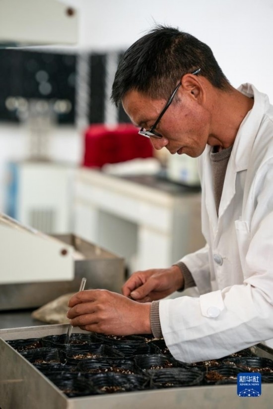 技術(shù)員田連通在實驗室播種太空種子（4月3日攝）。