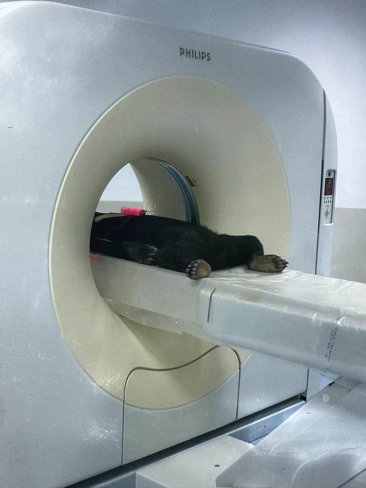 長(zhǎng)隆野生動(dòng)物世界的動(dòng)物醫(yī)院內(nèi)，馬來(lái)熊在做核磁共振檢查。人民網(wǎng)記者 李舫攝