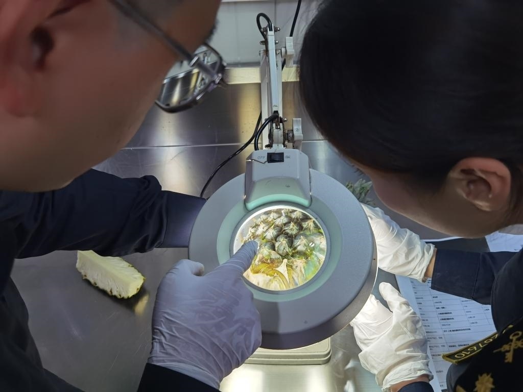 11月3日，上海海關(guān)關(guān)員對(duì)首批入境中國(guó)、參展第六屆進(jìn)博會(huì)的貝寧菠蘿進(jìn)行檢驗(yàn)檢疫。新華社記者 吳宇 攝