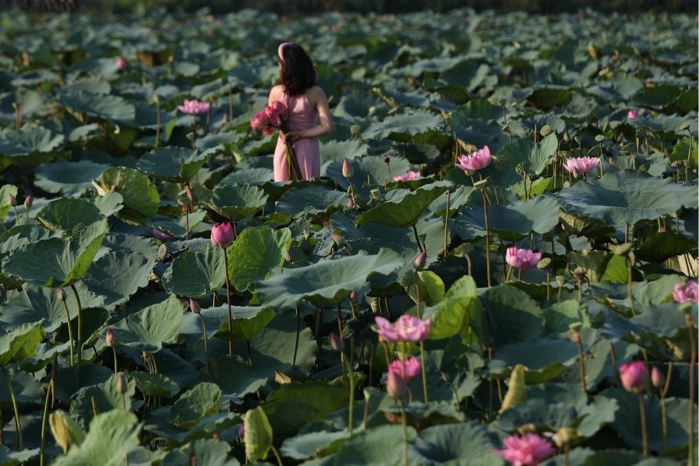 這是2020年7月15日，一名女子在越南首都河內(nèi)西湖畔的荷花叢中留影。