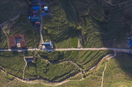 漠源鄉(xiāng)西柚基地。將樂(lè)縣農(nóng)業(yè)農(nóng)村局供圖