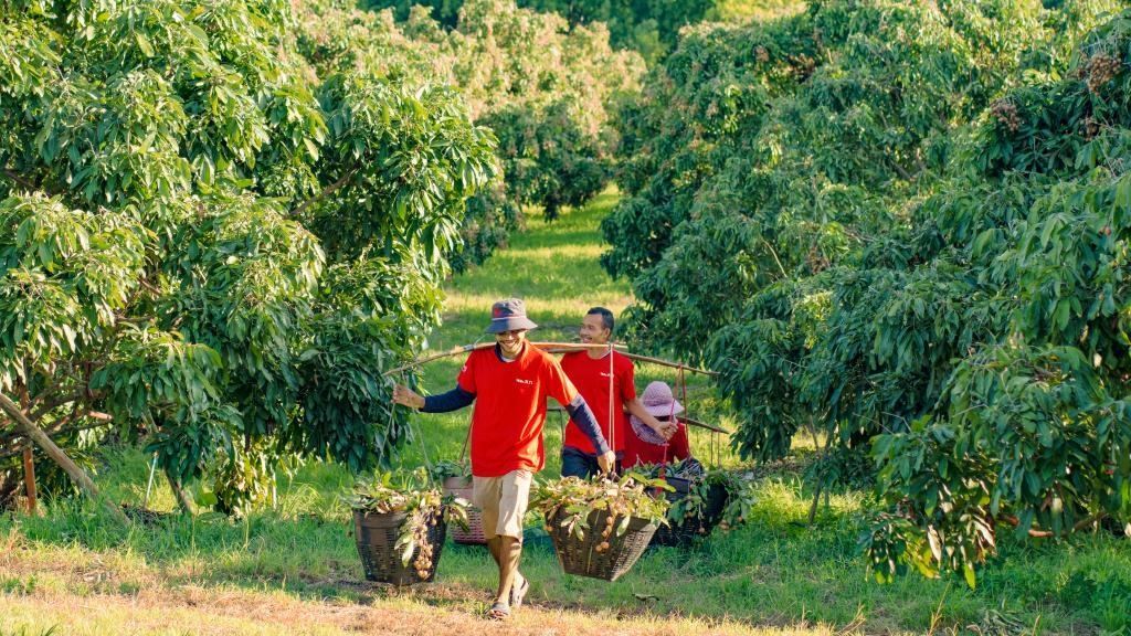 2023年10月，泰國尖竹汶府的龍眼種植園內(nèi)，采果工人正在運輸新采摘的龍眼。（黎銀成攝 新華社發(fā)）