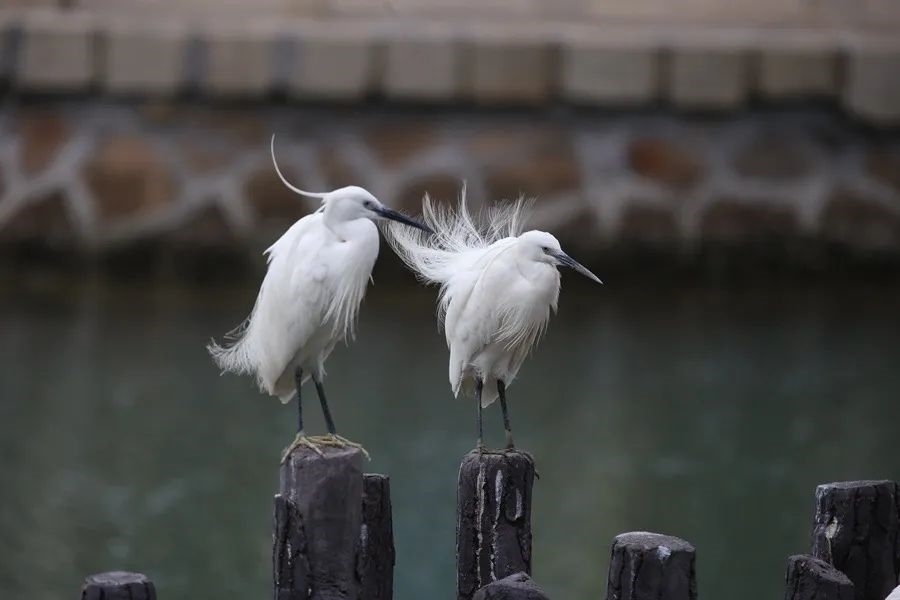 筼筜湖白鷺。人民網(wǎng)記者 陳博 攝