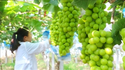 小屯村葡萄園里的陽光玫瑰葡萄。肖俊楠攝