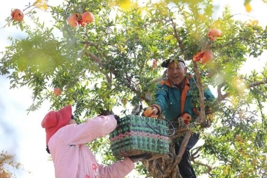 紅彤彤的石榴掛滿枝頭，農(nóng)戶們穿梭在林中采摘，享受著豐收的喜悅。
