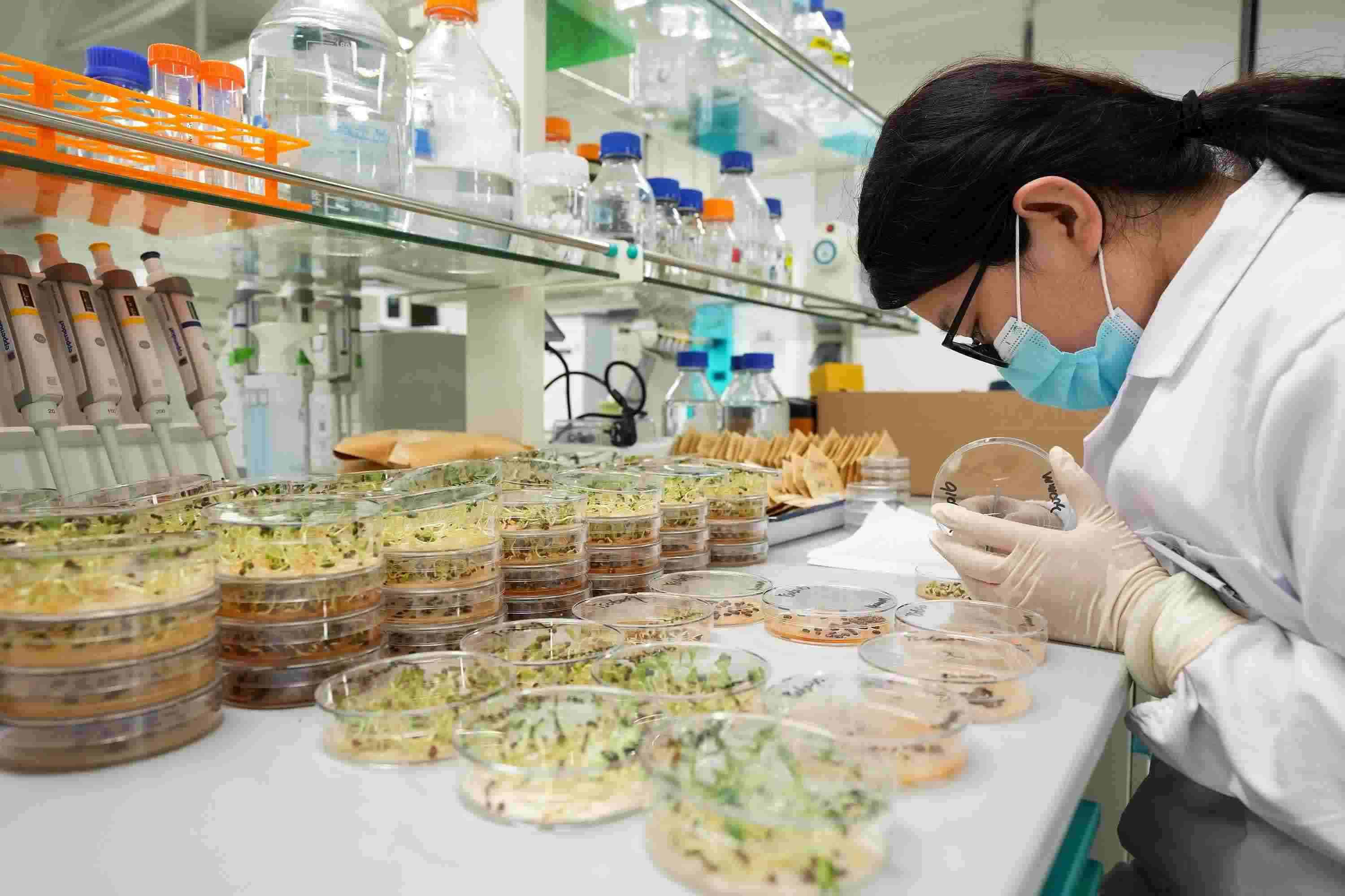 △ 海南三亞崖州灣科技城的崖州灣種子實驗室，科研人員正在觀察種子樣本。