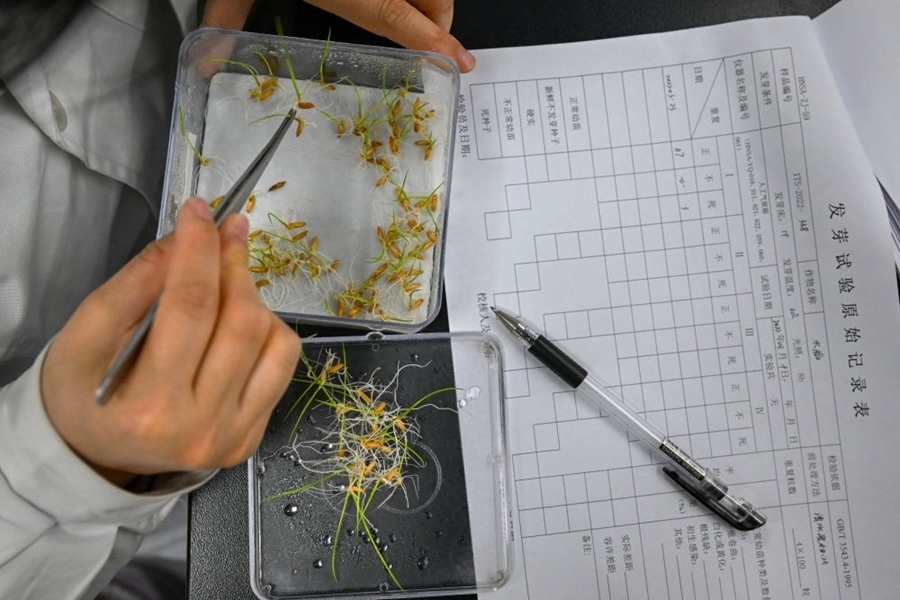 2022年3月23日，在湖南省農(nóng)作物種質(zhì)資源庫實(shí)驗(yàn)室，檢測員對保存的水稻種子進(jìn)行發(fā)芽試驗(yàn)檢測。