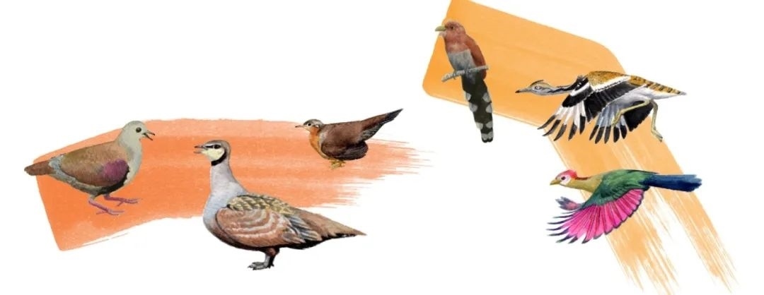 鴿鴇類。浙江大學供圖