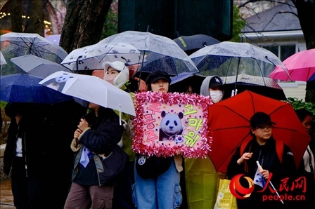 因“福寶”獲得力量和慰藉的年輕粉絲。 人民網(wǎng) 李帆攝