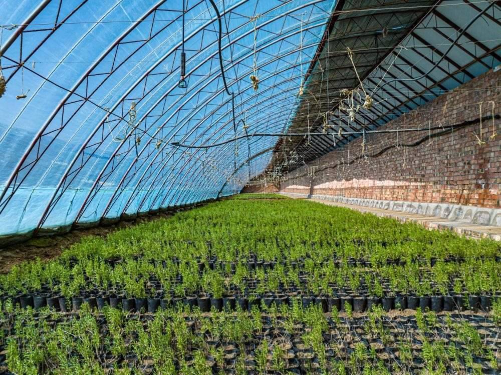 △內(nèi)蒙古一苗圃正在育苗。今年內(nèi)蒙古將投資2200萬(wàn)元保障“三北”工程種苗供應(yīng)，助力打好“三北”工程攻堅(jiān)戰(zhàn)。