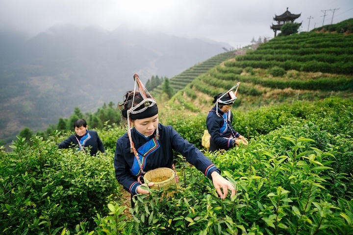 惠明茶采摘。供圖 共享聯(lián)盟·景寧