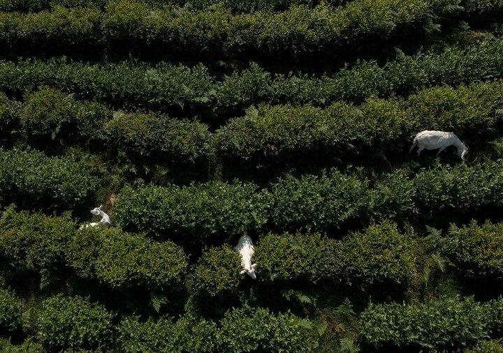 惠明茶園，養(yǎng)羊控草。供圖 共享聯(lián)盟·景寧