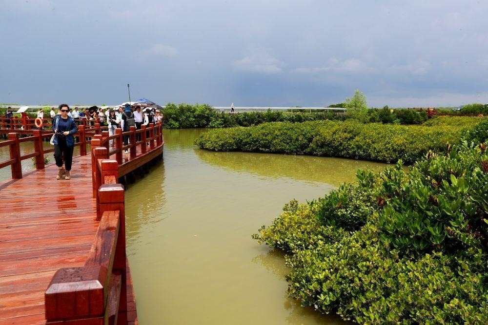△2023年6月13日，人們在廣東湛江市麻章區(qū)金牛島觀賞紅樹林。