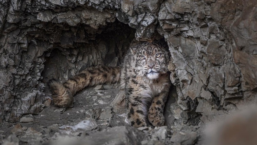 “高原精靈”雪豹。尼瑪多吉攝