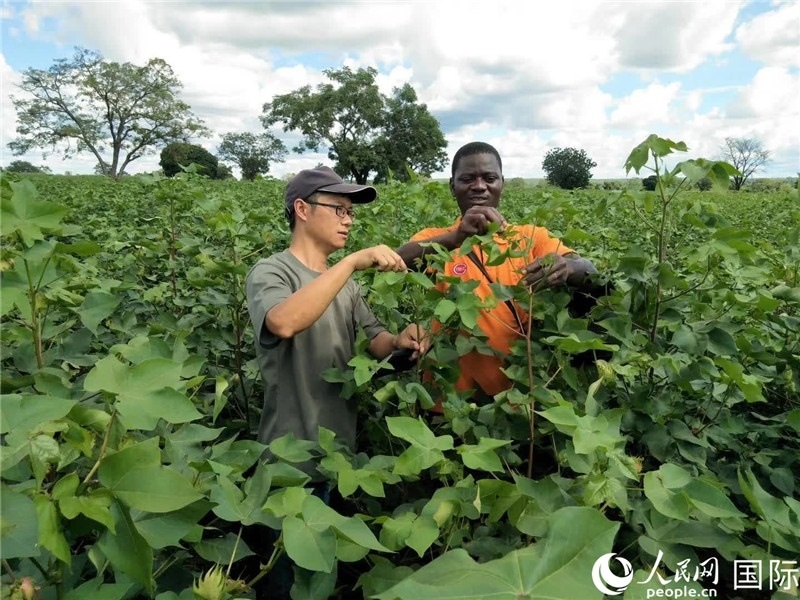 首小勇指導(dǎo)當(dāng)?shù)剞r(nóng)民種植棉花。人民網(wǎng)記者 黃培昭攝