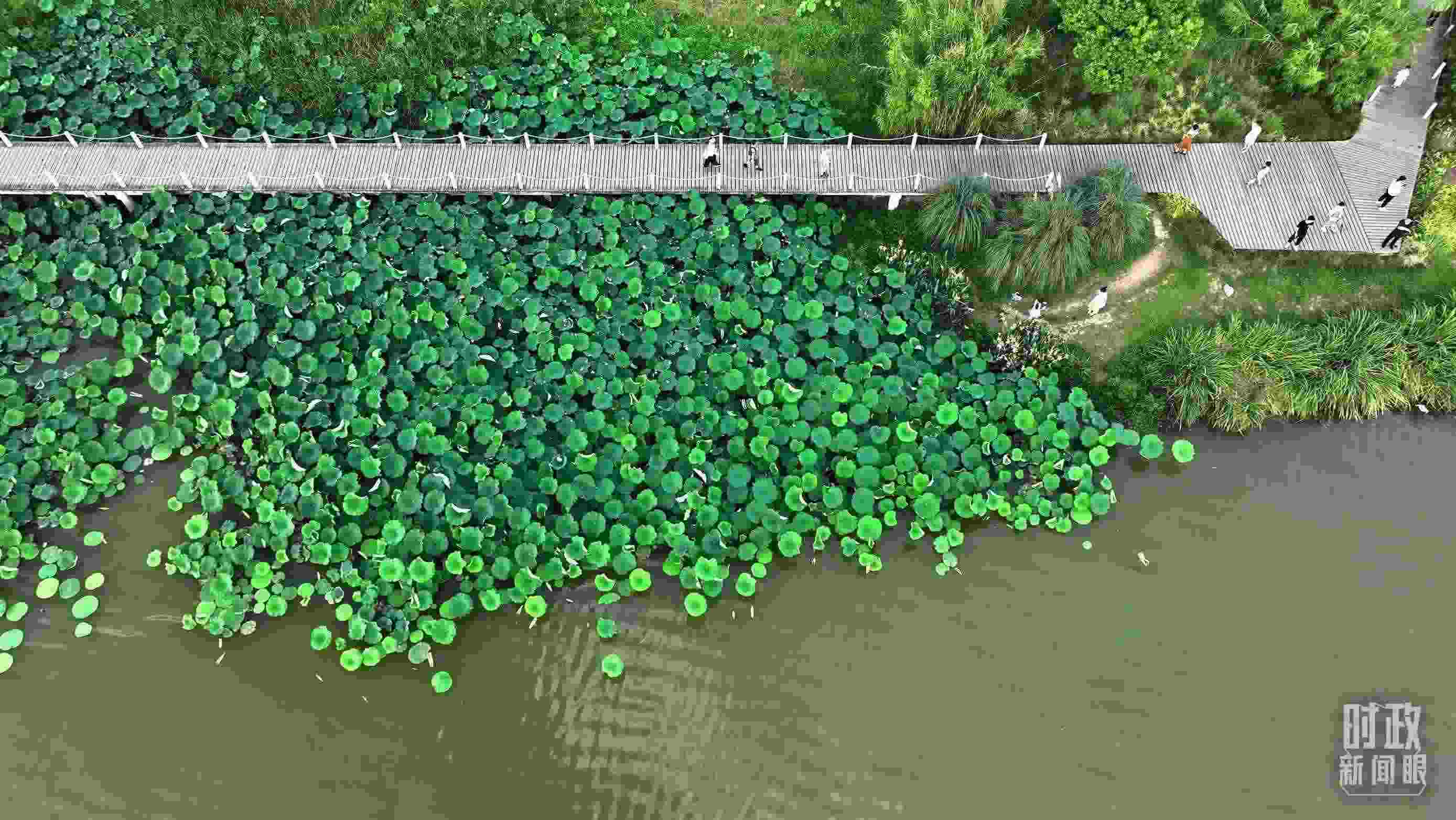 △陜西漢中天漢濕地公園內(nèi)，游人穿行，荷影婆娑。（總臺記者劉海濤拍攝）