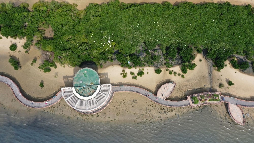 俯瞰廣東湛江市區(qū)海邊的紅樹(shù)林（2023年5月25日攝，無(wú)人機(jī)照片）。