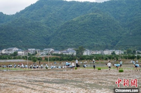 圖為5月21日，綏陽縣旺草中學學生在旺草萬畝大壩體驗插秧。唐哲 攝