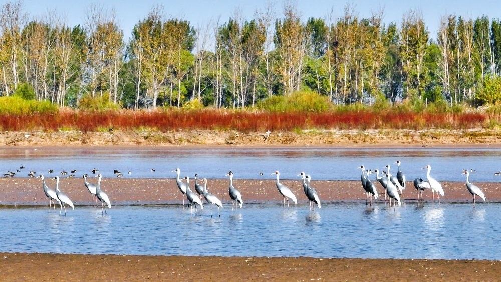 在山東黃河三角洲國家級自然保護(hù)區(qū)拍攝的白枕鶴（2022年10月18日攝）。新華社發(fā)（楊斌 攝）