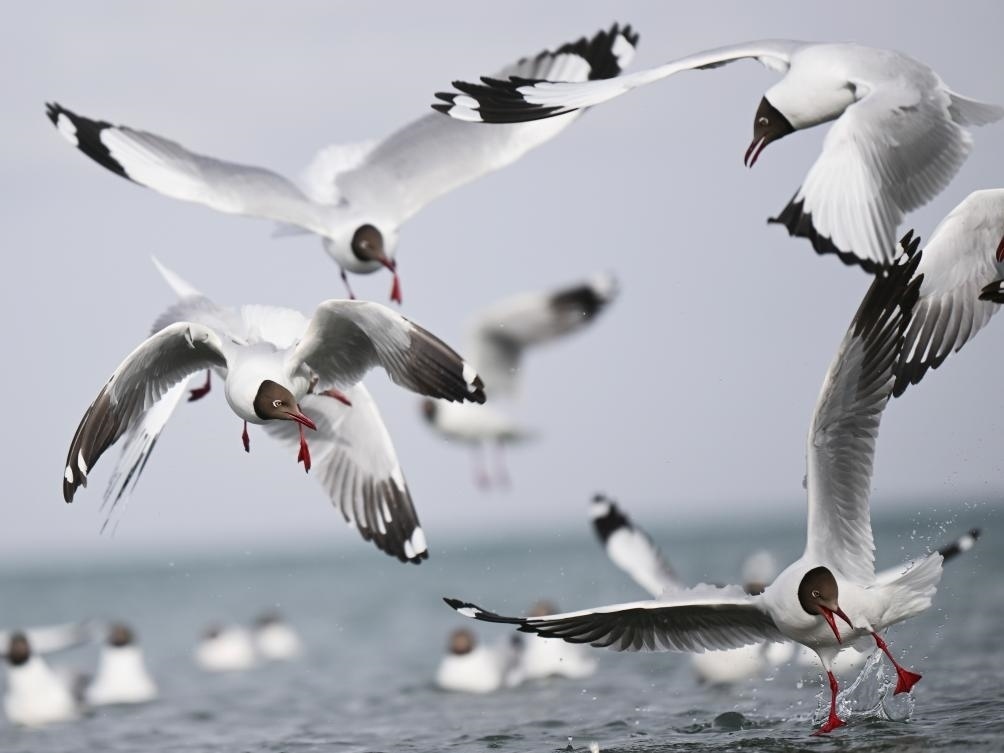 這是2023年4月13日在青海湖拍攝的棕頭鷗。新華社記者 張龍 攝