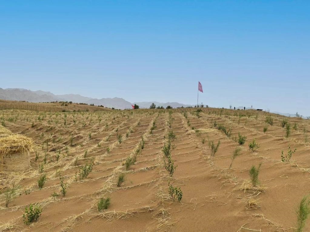 內(nèi)蒙古巴彥淖爾市杭錦后旗治沙新品種沙木蓼和四翅濱藜苗木示范區(qū)。新華社記者 李云平 攝