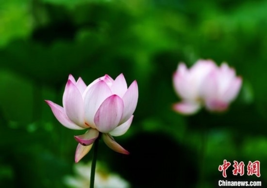 6月19日，時(shí)值一年畢業(yè)季，四川大學(xué)望江校區(qū)荷花池里的荷花盛開(kāi)，成為了畢業(yè)生們的打卡圣地，吸引了眾多畢業(yè)生拍照留念。圖為盛開(kāi)的荷花。中新社記者 安源 攝