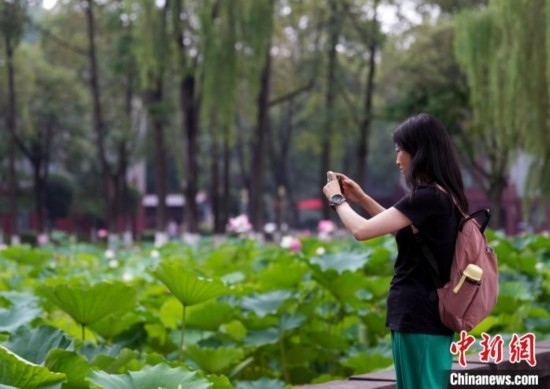 6月19日，時(shí)值一年畢業(yè)季，四川大學(xué)望江校區(qū)荷花池里的荷花盛開(kāi)，成為了畢業(yè)生們的打卡圣地，吸引了眾多畢業(yè)生拍照留念。圖為畢業(yè)生在荷花池邊拍照留念。中新社記者 安源 攝