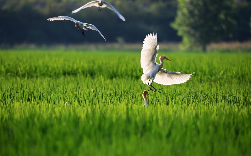 2023年8月7日，鷺鳥在山東省臨沂市郯城縣郯城街道水稻田間飛舞。新華社發(fā)（張春雷 攝）