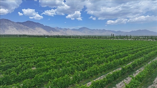 閩寧從荒蕪貧瘠的荒灘戈壁變成了如今的片片綠洲。