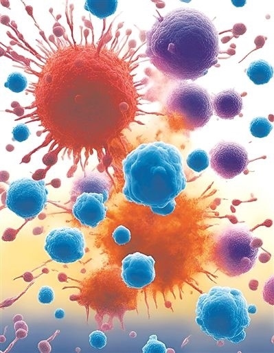 用氯化鈉處理的高活性CD8 T細胞（紫色），與未經(jīng)處理的細胞（藍色）相比，其抗腫瘤能力更強，能夠顯著損傷腫瘤細胞（紅色）。圖片來源：德國耶拿弗里德里?！は沾髮W