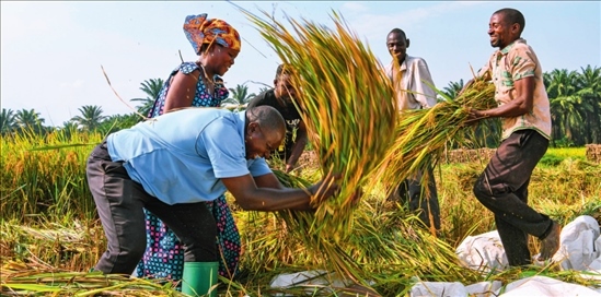2018 年，中國(guó)農(nóng)業(yè)專家組在布隆迪布班扎省吉漢加縣設(shè)立首個(gè)水稻減貧示范村。圖為當(dāng)?shù)剞r(nóng)戶在稻田里給雜交水稻脫粒（2023 年 6 月 20 日攝） 韓旭攝 / 本刊