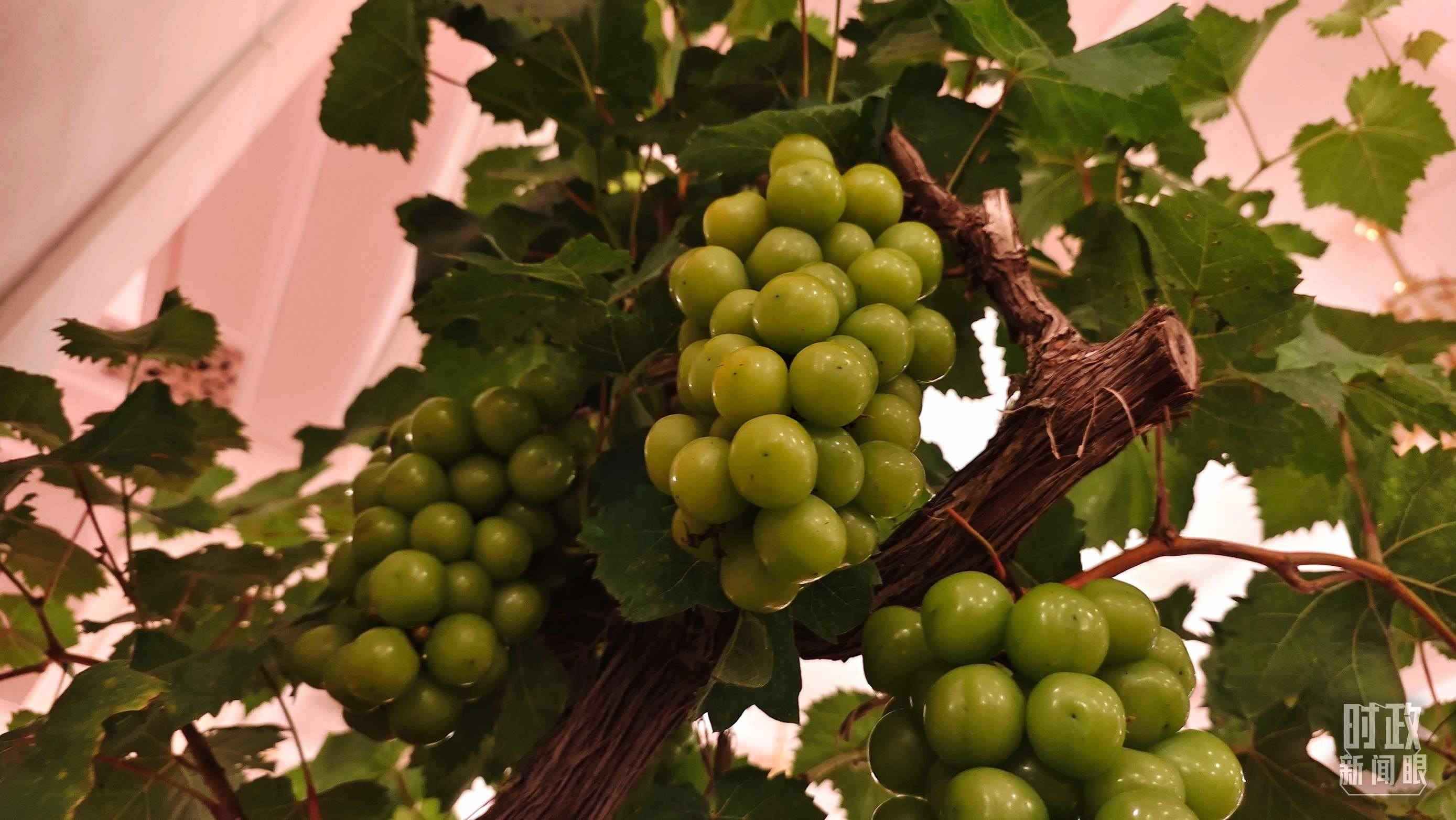  △人民大會(huì)堂的盆景，碩果累累。（總臺(tái)央視記者韓銳拍攝）