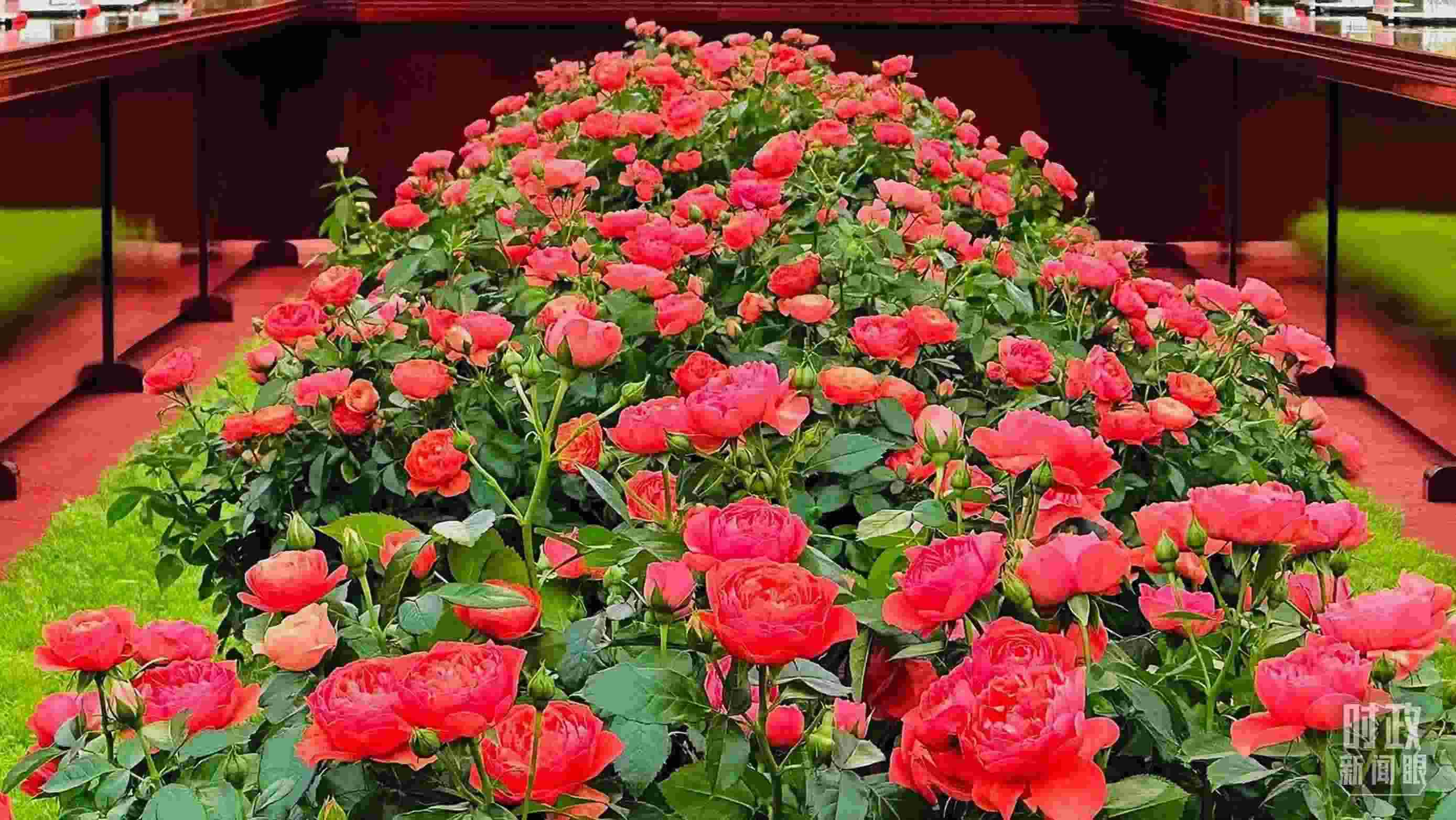 東大廳會(huì)談桌中間擺放的紅果汁月季，象征著蓬勃與堅(jiān)韌。（總臺(tái)央視記者范一鳴拍攝）