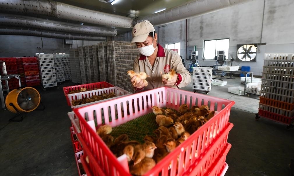 在文昌市的海南（潭牛）文昌雞股份有限公司孵化廠，工人在挑選文昌雞苗。新華社記者楊冠宇 攝