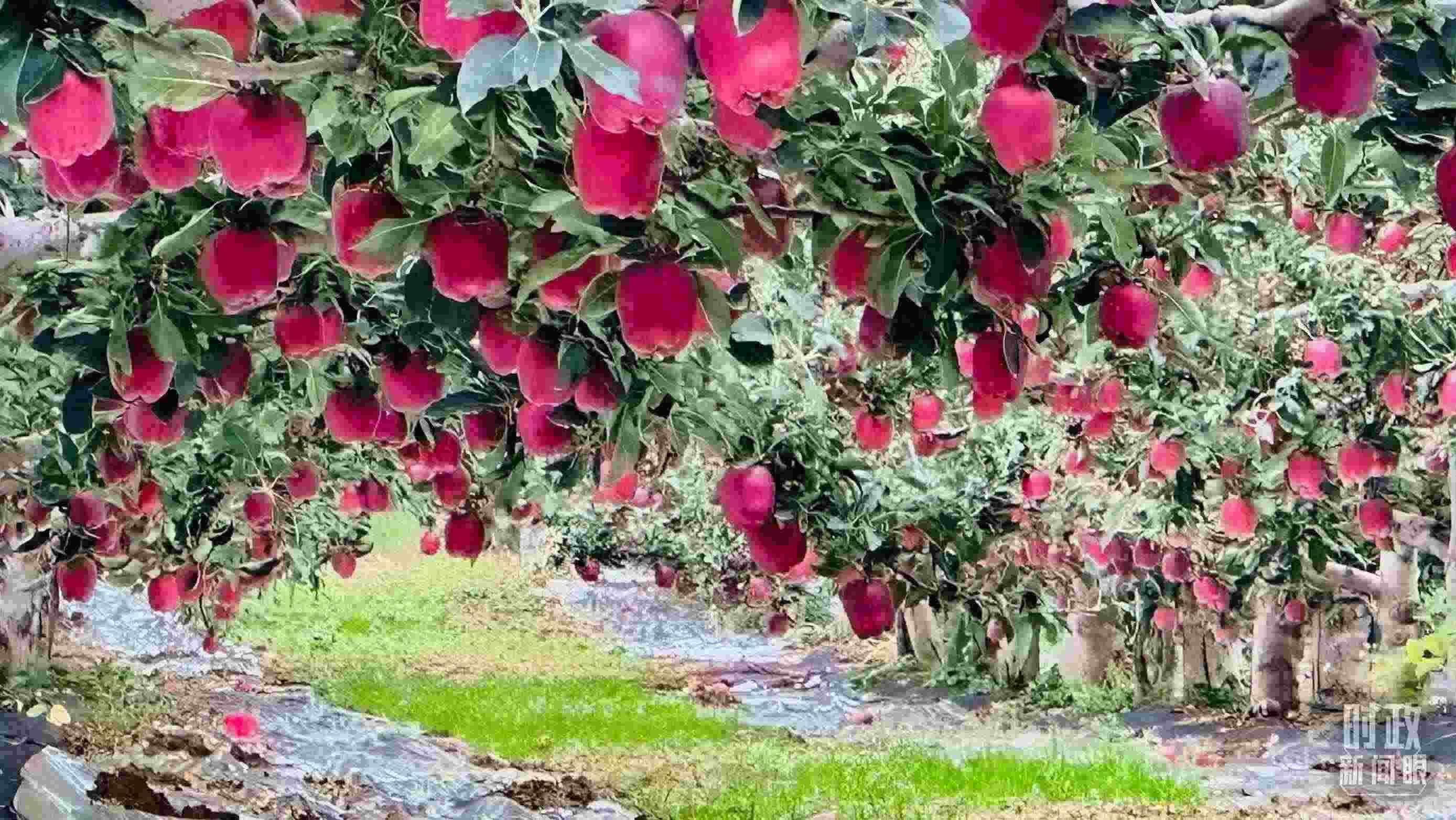 △ 麥積區(qū)南山花牛蘋(píng)果基地。（總臺(tái)央視記者范一鳴拍攝）