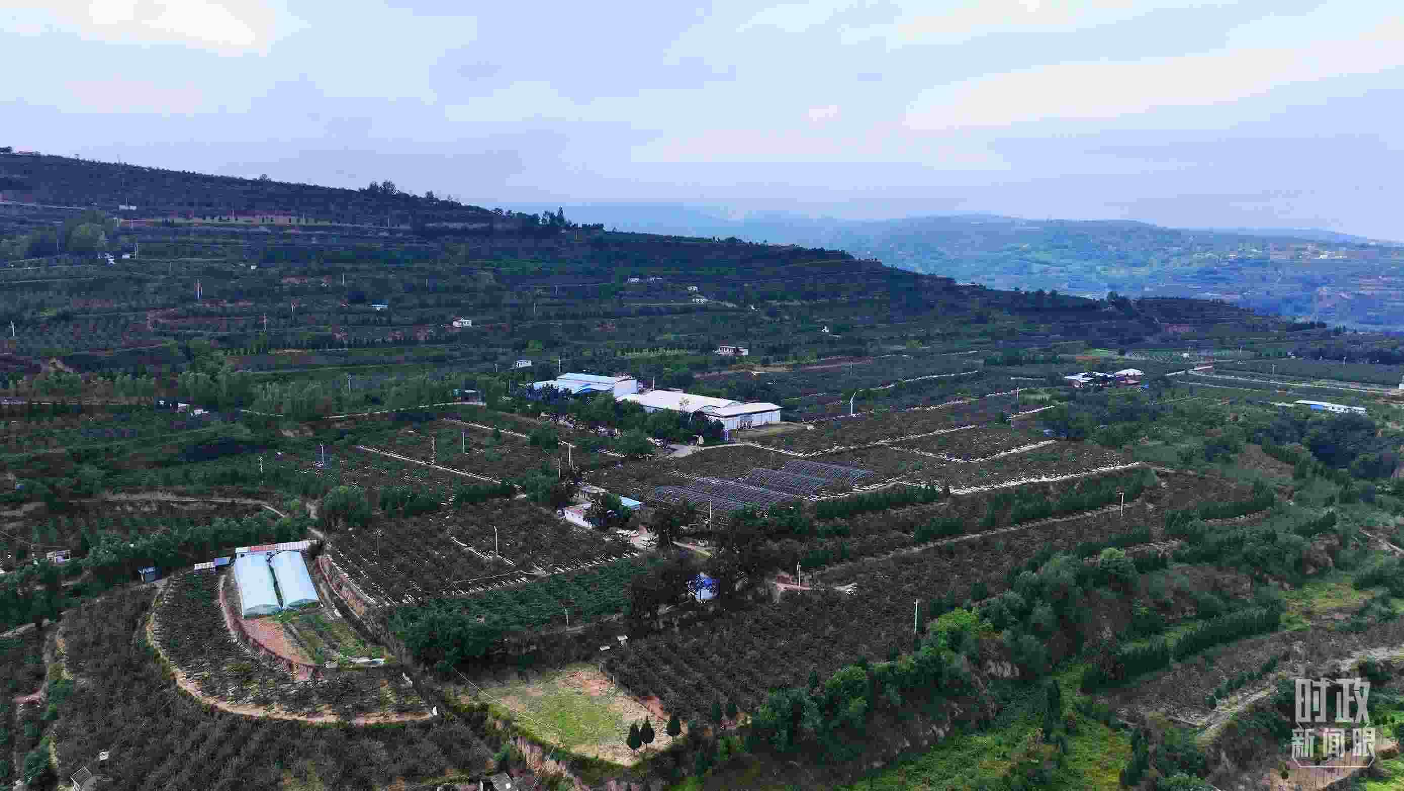 △ 麥積區(qū)南山花牛蘋(píng)果基地。（總臺(tái)央視記者范凱拍攝）