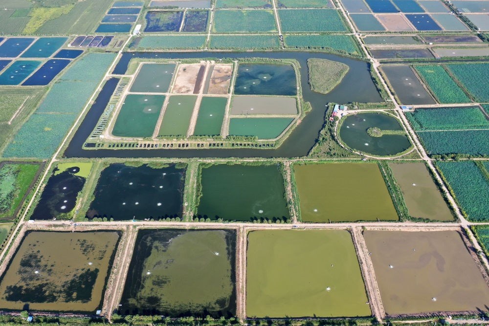 2024年8月13日在山西省臨猗縣薛公村拍攝的蟹塘（無(wú)人機(jī)照片）。薛公村位于黃河岸邊，有5000多畝黃河灘涂和近5000畝荒溝。當(dāng)?shù)赝ㄟ^(guò)將荒溝和灘涂進(jìn)行整合，發(fā)展特色水產(chǎn)養(yǎng)殖，讓守著黃河水、住在黃河灘的薛公村村民有了新的致富路。