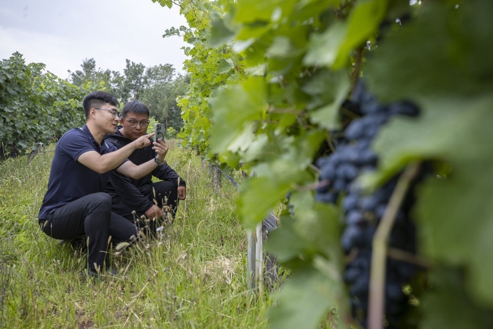 2024年8月15日，技術(shù)人員（左）和工作人員在寧夏銀川市西夏區(qū)的一個(gè)葡萄園工作。為推動(dòng)黃河流域生態(tài)保護(hù)和高質(zhì)量發(fā)展先行區(qū)建設(shè)，銀川市積極打造高標(biāo)準(zhǔn)葡萄園，借助各種傳感器監(jiān)測(cè)釀酒葡萄的生長(zhǎng)狀態(tài)，實(shí)現(xiàn)精準(zhǔn)灌溉，從而高效節(jié)約黃河水。