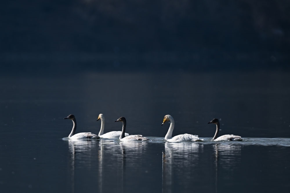 2023年11月30日，天鵝在青海省海東市化隆回族自治縣群科鎮(zhèn)境內(nèi)的黃河上游弋。近年來(lái)，青海省加大力度保護(hù)治理境內(nèi)黃河流域，改善當(dāng)?shù)厣鷳B(tài)環(huán)境，為越冬候鳥提供良好棲息地。
