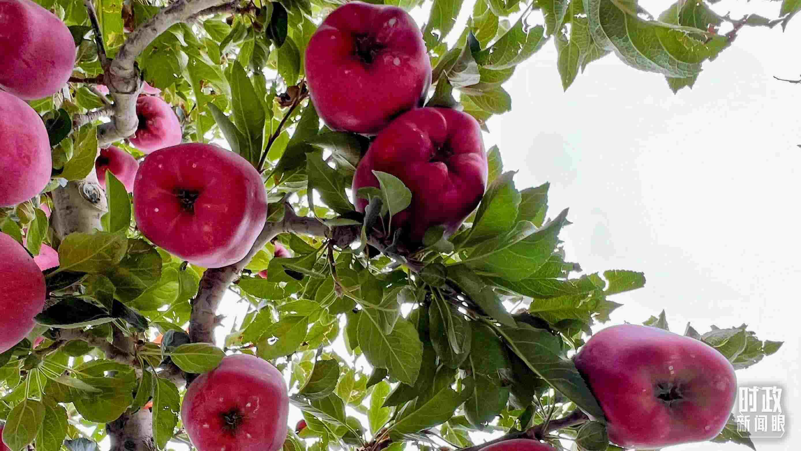 △南山花牛蘋果基地是元帥系蘋果生產(chǎn)基地。（總臺央視記者程鋮拍攝）