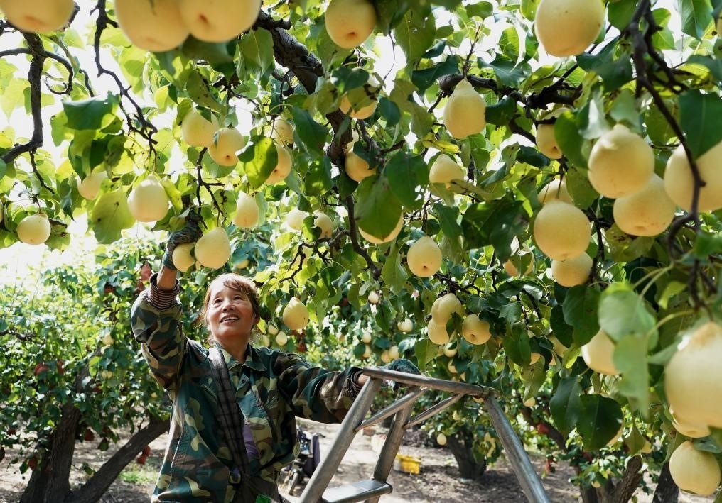 9月13日，河北省晉州市的農(nóng)民在果園采摘鴨梨。新華社記者楊世堯 攝
