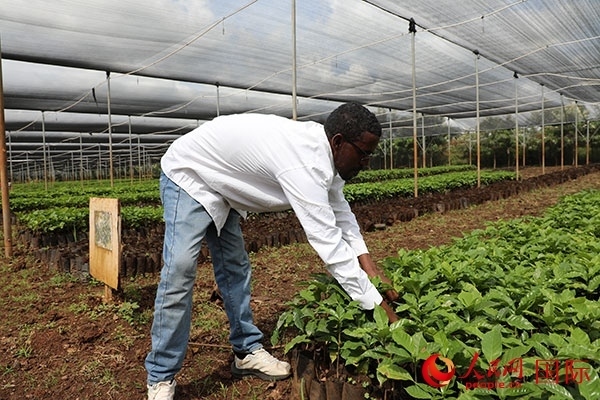 農(nóng)場協(xié)調(diào)員艾哈邁德·耶曼正在檢查咖啡幼苗。人民網(wǎng)記者 沈小曉攝