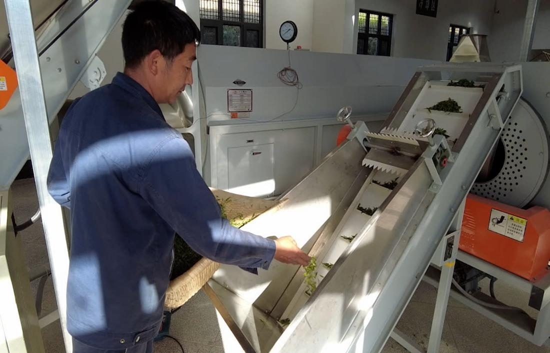  茶廠工人正在查看茶青質(zhì)量。 受訪者供圖