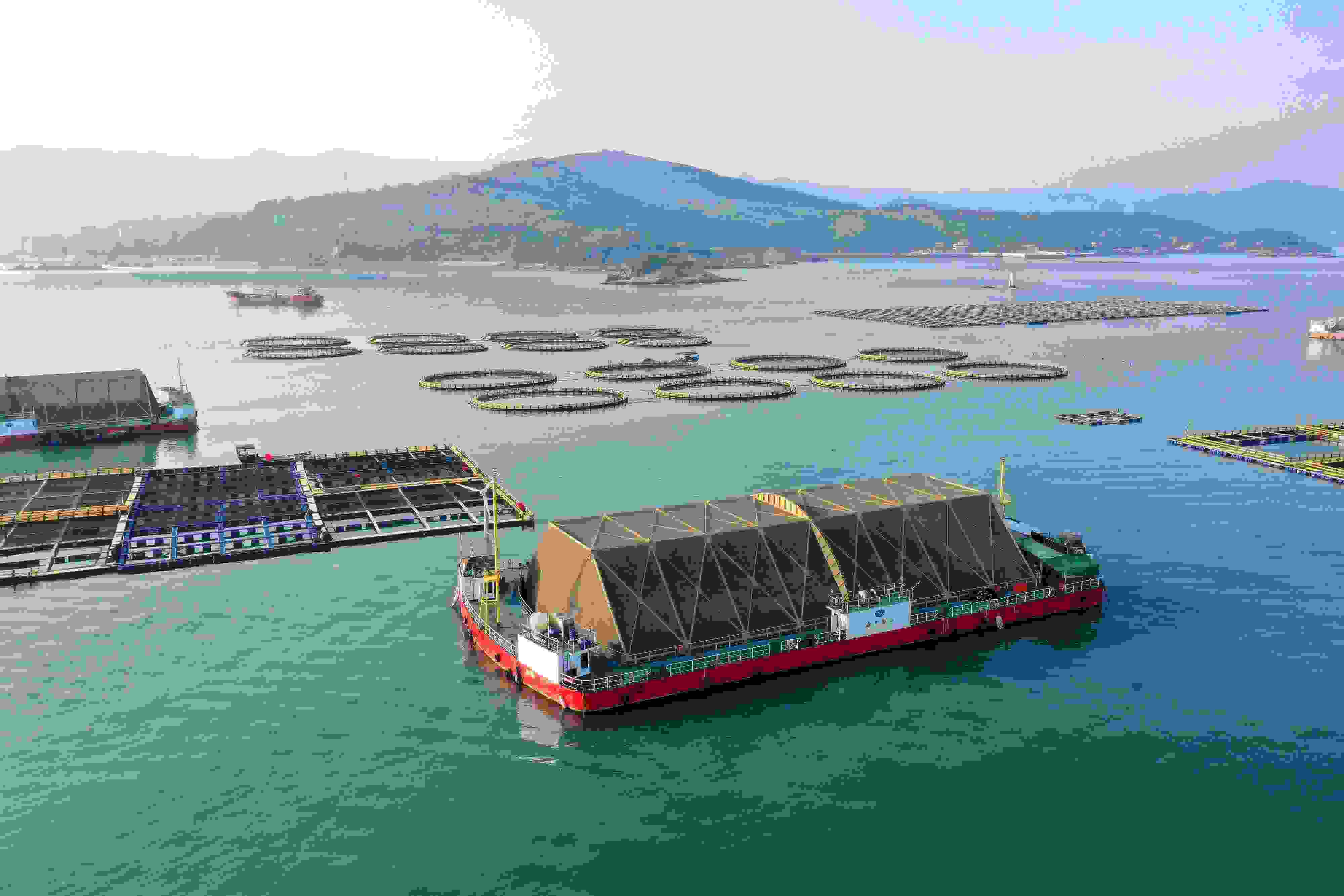 2024年9月10日拍攝的福建省福州市連江縣定海灣海域的現(xiàn)代化“海上糧倉”。