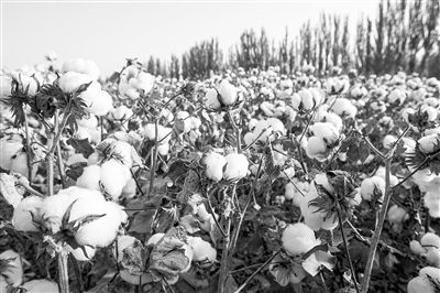 圖為新疆阿克蘇棉田。新研究揭示了GhEXL3基因調(diào)控棉纖維伸長(zhǎng)的分子機(jī)制，為棉纖維品質(zhì)遺傳改良提供了重要理論依據(jù)。視覺(jué)中國(guó)供圖