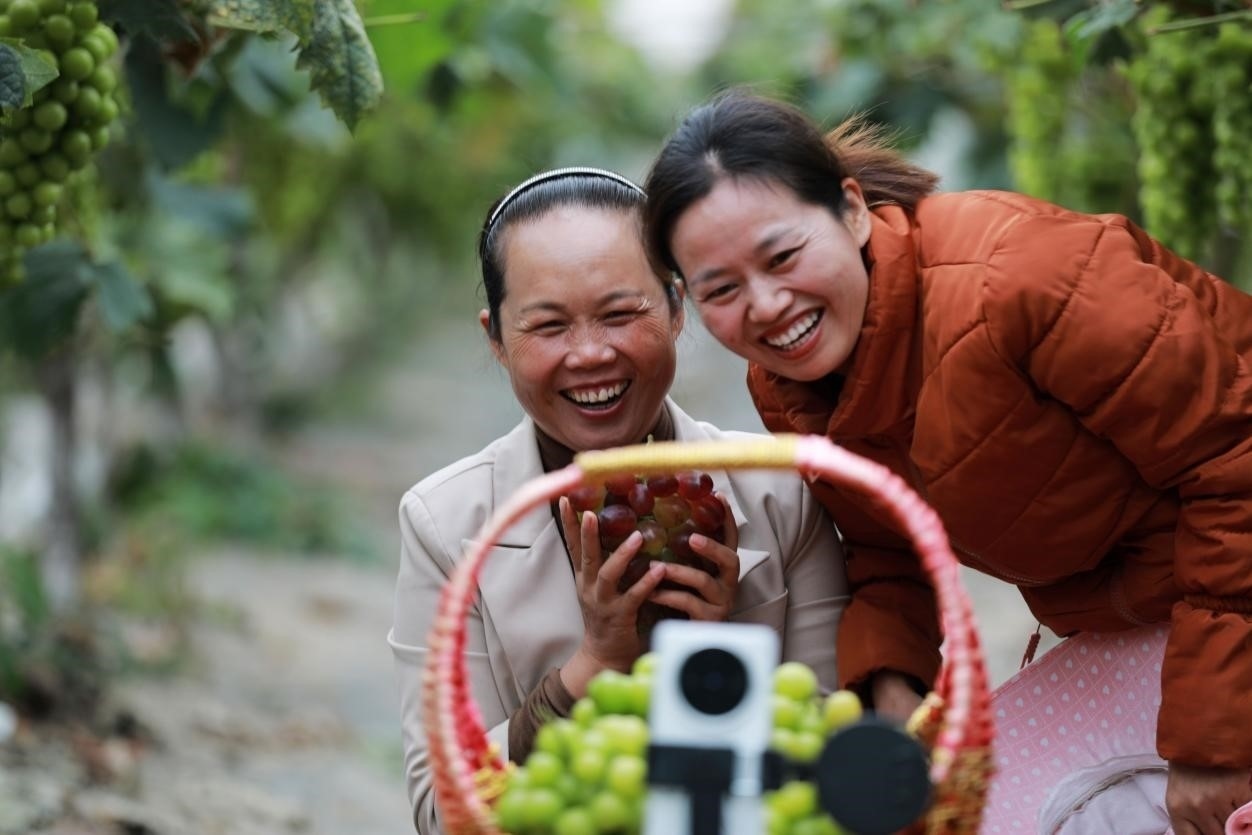 2024年10月6日，果農在貴州省黔西市金碧鎮(zhèn)新蘭村葡萄園里進行直播銷售。來源：人民圖片